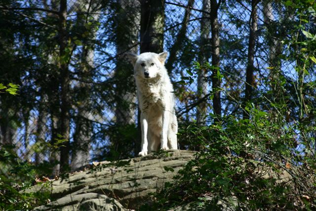 Grey Wolf Female