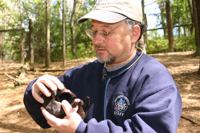 Red Wolf Pup Exam