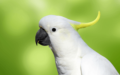 Cockatoo