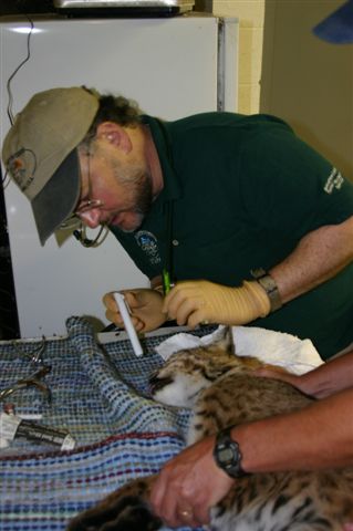 Wildlife Photo Album - Sweeten Creek Animal and Bird Hospital - Asheville,  NC / Bobcat Exam