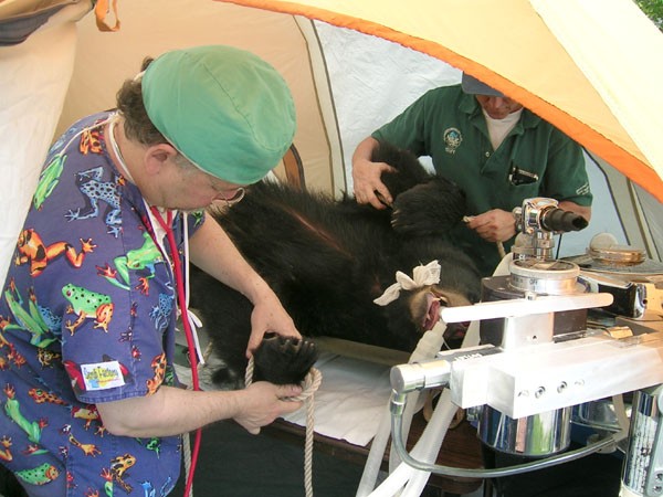 Bear Ovariohysterectomy