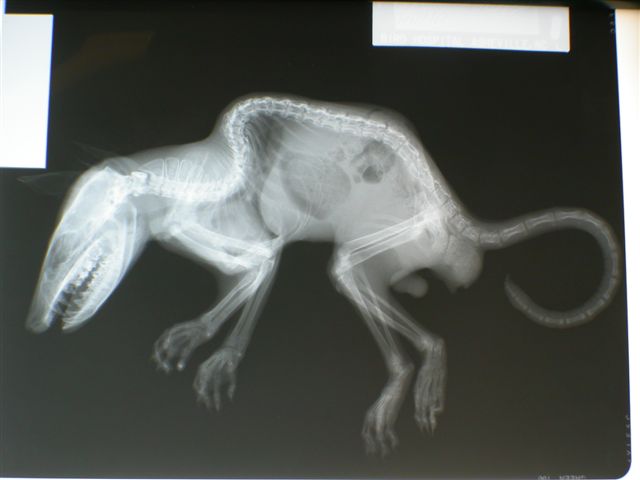 Metabolic Disease Opossum