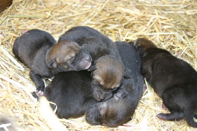 New Born Red Wolves